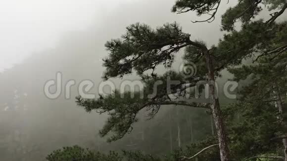 山腰森林密布浓雾美丽的自然景观视频的预览图