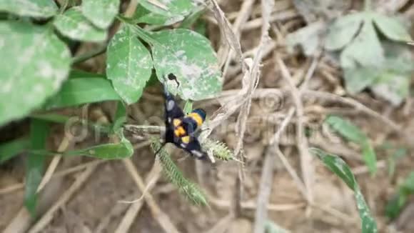 在泰国北部的傍晚发现有一只黄色的带着斑点的白蛾叫九斑蛾视频的预览图