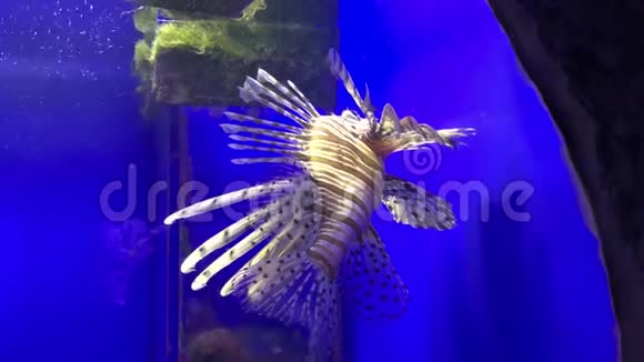 热带多彩珊瑚礁鱼白狮子鱼田鼠在海水中游泳水族馆视频的预览图