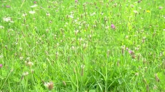 绿色田野上的野花草和花的穗在模糊的背景上被风摇曳草地视频的预览图