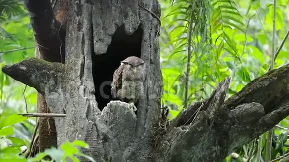 猫头鹰在动物园里栖息在树上视频的预览图