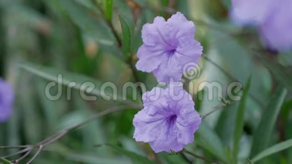 紫花的漏斗状花又称米尼罗特发热或角龙根视频的预览图