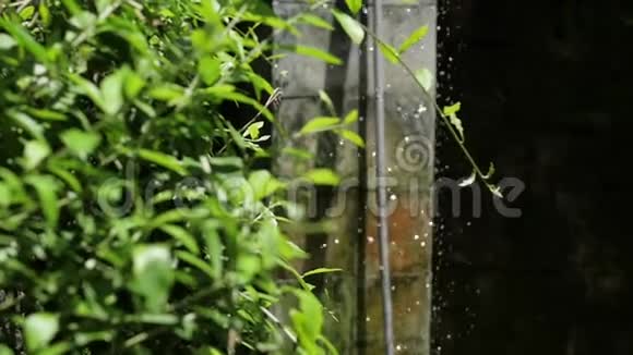 一个清爽的巴厘岛风格的户外淋浴在郁郁葱葱的热带花园环境视频的预览图