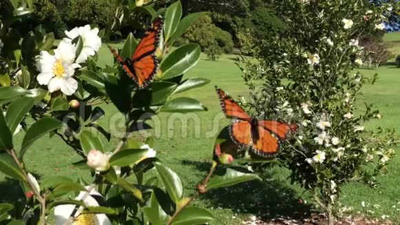 蝴蝶从植物中飞下来视频的预览图