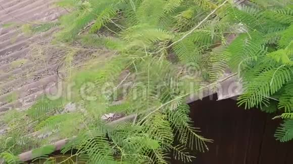 热带夏季雨下大雨落在花园的稻草屋顶上印度尼西亚巴厘视频的预览图
