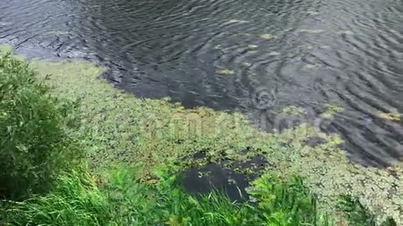 俯瞰着长满了绿藻和浮萍的沼泽视频的预览图