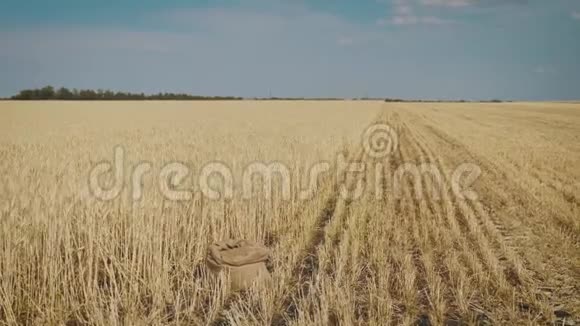 袋装天然小麦粒烤自制面包的原料收割谷物农业价格变化视频的预览图