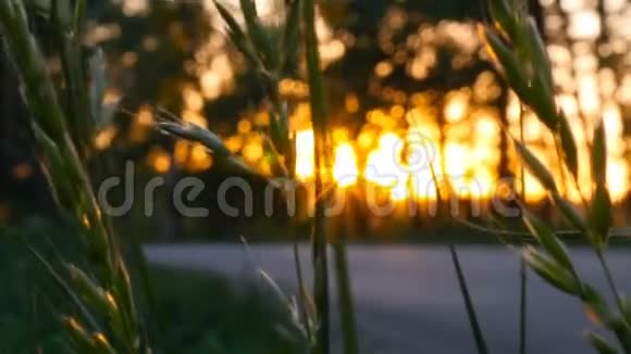 日落时绿草如茵在后台传车慢动作特写镜头美丽的太阳视频的预览图