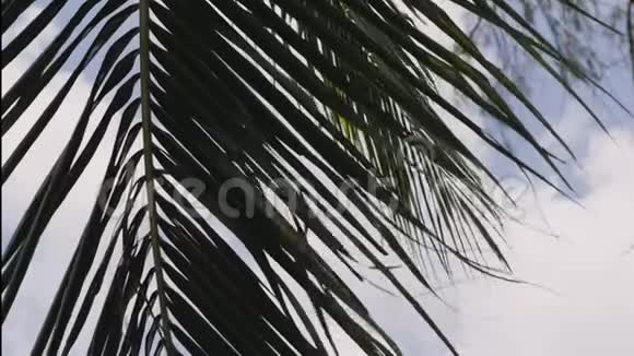 泰国逆天的热带绿色植物天空穿过绿色植物和棕榈叶视频的预览图