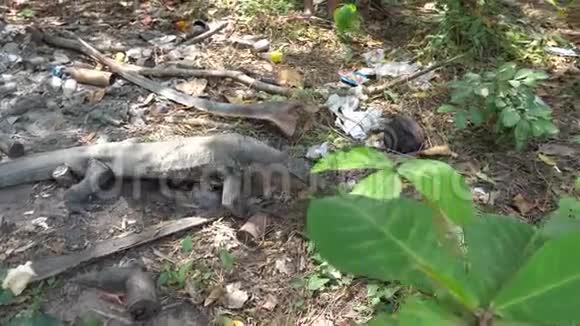 大蜥蜴爬过灌木丛草地树叶视频的预览图