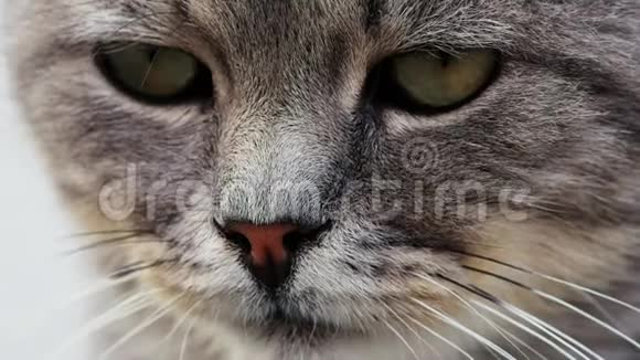 一只漂亮的纯种猫眼睛的极端特写看镜头的猫视频的预览图