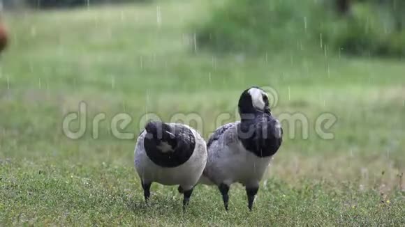两只藤壶鹅站在雨中的草地上清理羽毛白膜病视频的预览图