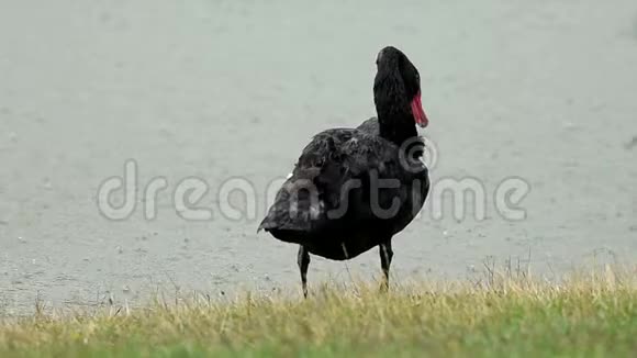 黑天鹅在雨中清理他站在池塘岸边的羽毛巨蟹座视频的预览图