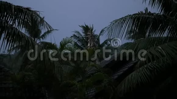 大风和雨在漆黑的夜晚摇动着树木热带雨落在树叶和柏油路上宁静视频的预览图