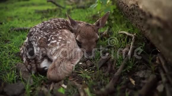 新生的休耕鹿产卵出生后仍然湿漉漉的颤抖着嗅着视频的预览图