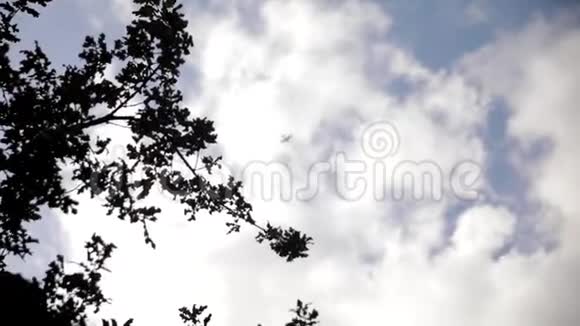 在天空中一架飞机飞过云层进入离焦状态博克的树枝视频的预览图