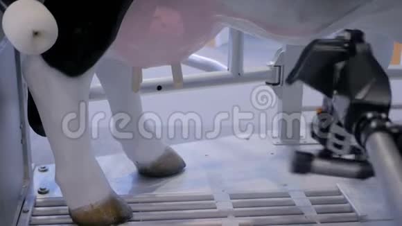 奶牛场自动挤奶机械臂机贸易展览会视频的预览图