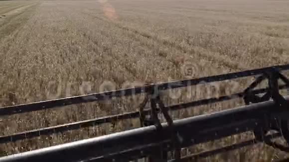 秋季切成熟的大麦茎干的刺刀视频的预览图