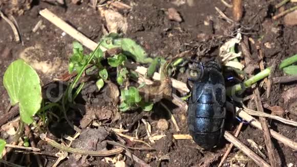 春季产欧洲油甲虫视频的预览图