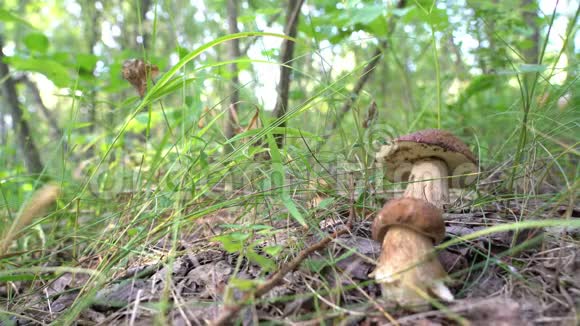 牛肝菌生长的人在寻找它们秋天的人在森林里采蘑菇雨后春笋视频的预览图