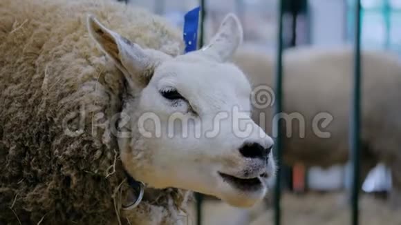 在动物展览会贸易展览会上吃干草的泰瑟尔羊视频的预览图