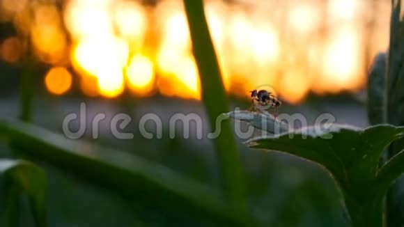 昆虫坐在草地上飞走了背景是日落宏观拍摄特写汽车经过附近视频的预览图