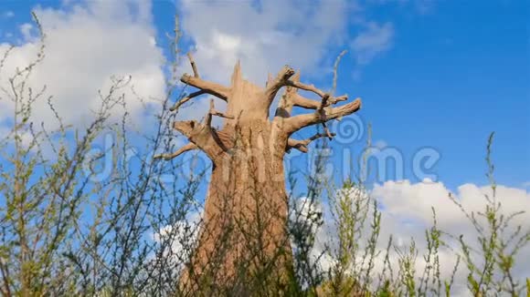 很老的干橡树干树干照相机在动蓝天与云彩视频的预览图