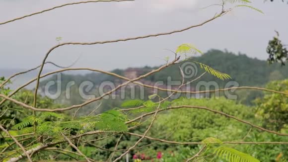 泰国逆天的热带绿色植物天空穿过绿色植物和棕榈叶视频的预览图