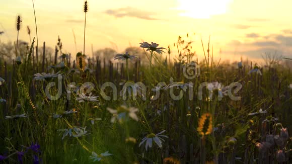 美丽的草甸花静静地站在一个大的森林草地上在一个温暖的傍晚日落时在平静的天气里视频的预览图