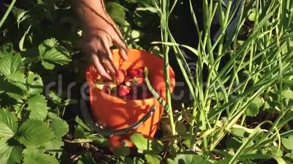 一个人手从灌木丛中摘一个红色的草莓然后把它放进桶里农民收获成熟的浆果园丁的手视频的预览图