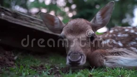 浅鹿小鹿小鹿嗅嗅和好奇的小新生动物视频的预览图