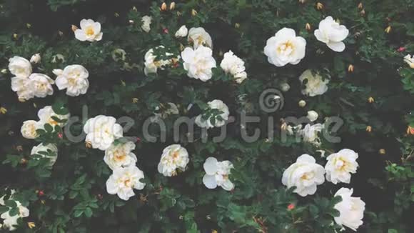 玫瑰花与美丽的白色玫瑰视频的预览图
