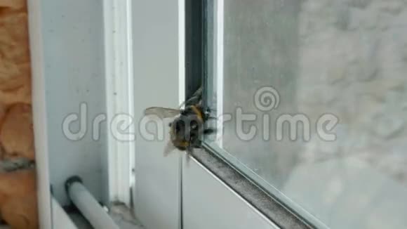 窗户上的大黄蜂视频的预览图