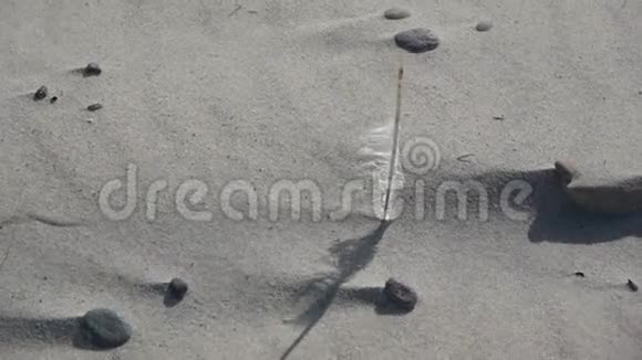 海鸟孤独的羽毛在沙滩上沙沙作响视频的预览图