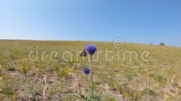蝴蝶在美丽的蓝色球形花朵上视频的预览图