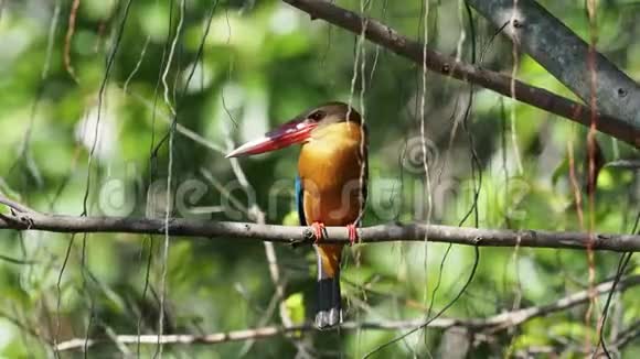 鹳鸟翠鸟分布于热带印度次大陆和东南亚的乔木翠鸟视频的预览图