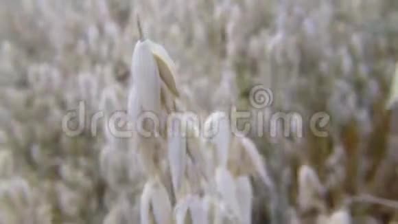 德国的幼燕麦田视频的预览图