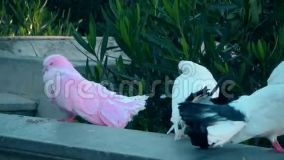 粉色鸽子视频的预览图