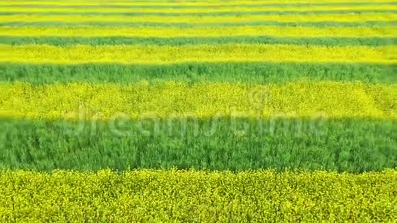 黄油菜和绿麦种植线的农田空中和向上视频的预览图