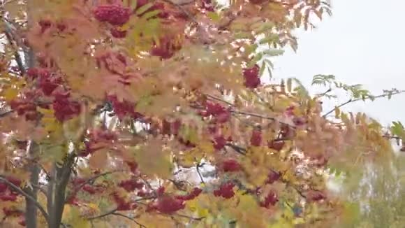 秋天的风上一束又一束成熟的山灰视频的预览图