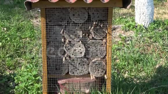 昆虫旅馆和许多在春天飞来飞去的野生蜜蜂视频的预览图