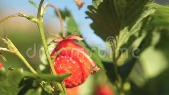 一个人手从灌木丛中撕下一颗红色的草莓农民收获成熟的浆果园丁手摘草莓视频的预览图