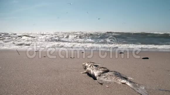 海上死鱼海浪和海鸥鸟在天空中飞翔静态射击视频的预览图