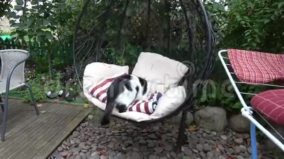 家猫在院子里的挂椅上视频的预览图