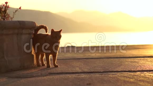 红猫沿着海边的长廊缓慢地走着视频的预览图