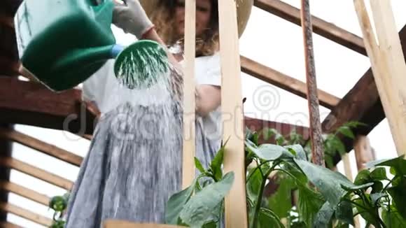 时尚的快乐女人戴着草帽穿着连衣裙在温室的特写镜头里浇花浇花视频的预览图