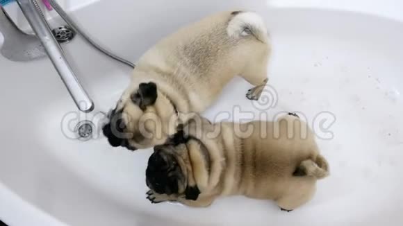 两只有趣的狗在洗澡时从水龙头里喝水散步后洗澡视频的预览图