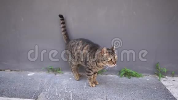 布朗猫沿着大楼的墙慢悠悠地走着视频的预览图