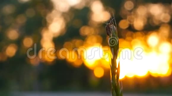甲虫坐在草地上日落时分的昆虫特写镜头晚上时间视频的预览图