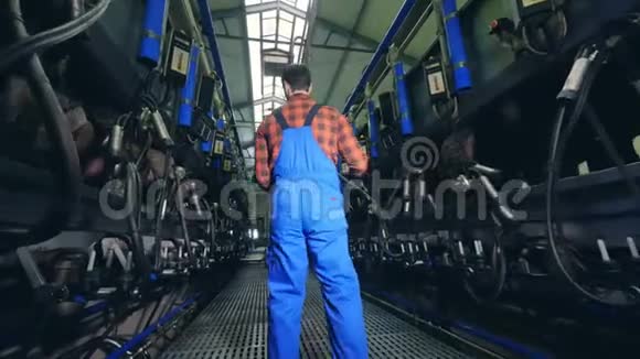 奶牛是由男性工人控制的机器挤奶的视频的预览图